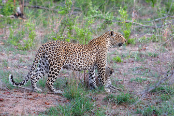 Leopard cub and mother in Sabi Sands Game Reserve part of the Greater Kruger Region in South Africa