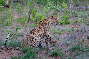 Leopard cub and mother in Sabi Sands Game Reserve part of the Greater Kruger Region in South Africa