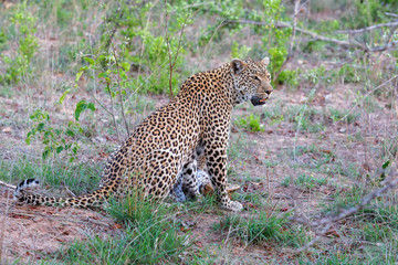Fototapeta na wymiar Leopard cub and mother in Sabi Sands Game Reserve part of the Greater Kruger Region in South Africa