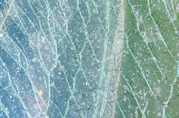 Chrysoperla carnea wing, covered with dust. Detailed extreme macro.