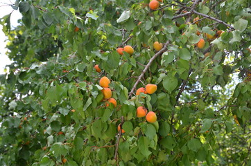 Branch of apricot tree with ripe fruits.