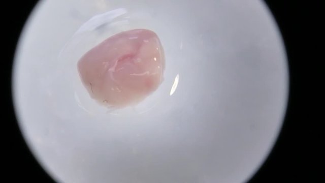 microscope mouse brain dissection with scalpel, hippocampus, close up