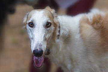 dog breed Russian Greyhound, close-up