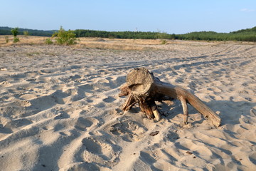 Pustynia Błędowska, Polska, pniak lezy na piasku, w tle krzew, linia lasu, błekitne niebo © Wioletta