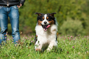 Rennender Australian Shepherd in einer Blumenwiese
