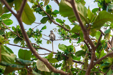 Red colobus at the time of the meal on the tree. The island of Zanzibar, Tanzania