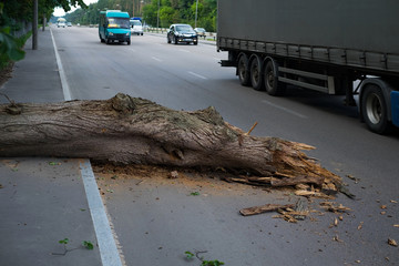 The tree fell on the road. Danger to traffic.