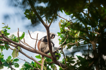 Red colobus at the time of the meal on the tree. The island of Zanzibar, Tanzania