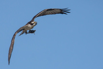 Osprey and fish 