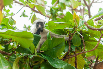 Red colobus at the time of the meal on the tree. The island of Zanzibar, Tanzania