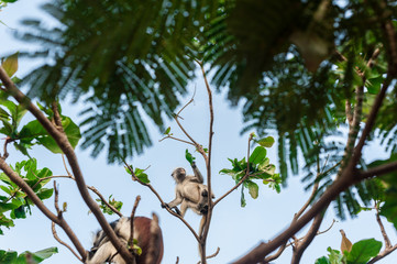 Red colobus at the time of the meal on the tree. The island of Zanzibar, Tanzania