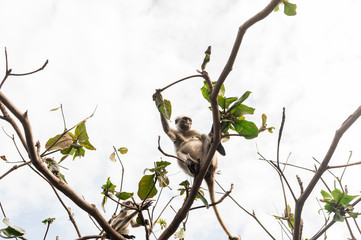 Red colobus at the time of the meal on the tree. The island of Zanzibar, Tanzania