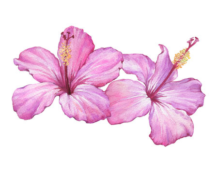 Tropical delicate pink flowers of Hibiscus (also known as rose of Althea or Sharon, rose mallow) Watercolor hand drawn painting illustration isolated on a white background.