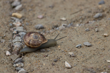 big snail among small stones