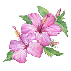 Composition with delicate pink flowers of Hibiscus (also known as rose of Althea or Sharon, rose mallow) Watercolor hand drawn painting illustration isolated on a white background. © arxichtu4ki