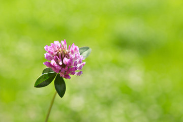 Red clover flower in green blurred background.