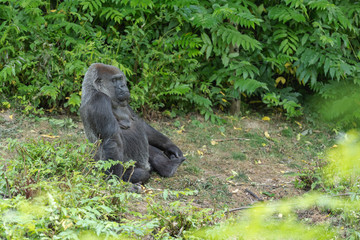 Gorille à dos argenté assis dans l'herbe