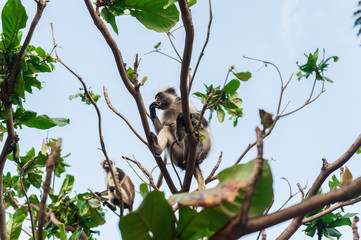 Red colobus at the time of the meal on the tree. The island of Zanzibar, Tanzania