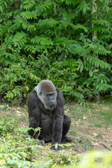 Gorille &agrave; dos argent&eacute; assis dans l'herbe