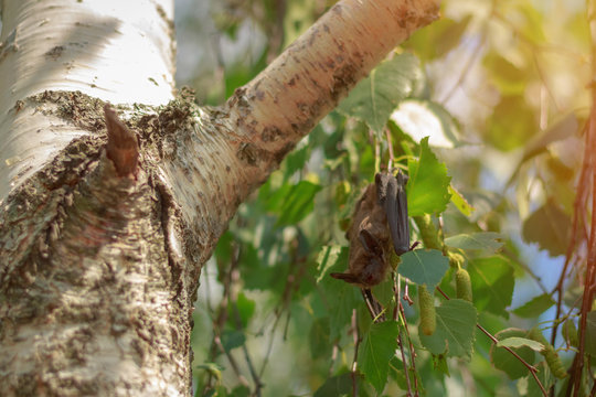 A small bat on birch branches