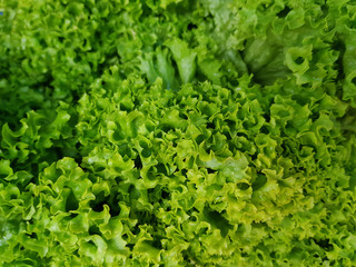 lettuce salad closeup