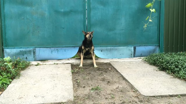 Angry mongrel dog barks loudly and guards the blue gate into her yard. Outdoors.
