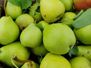 ripe pear background