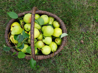 ripe pears in a basket