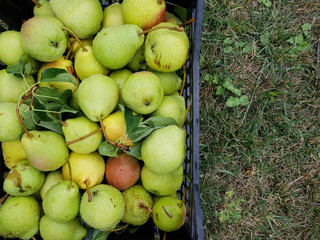 ripe pears place for text
