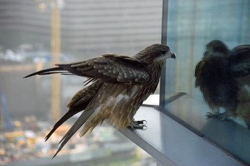 Hawk on skyscraper window - 214507774