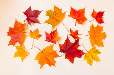 Collection of autumn maple leaves on pastel background