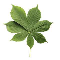 leaf of a chestnut symbol of Kiev