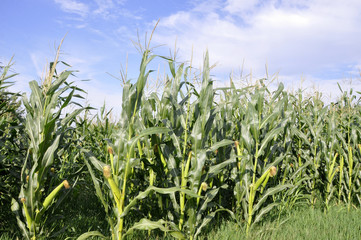 Obraz premium Agricultural field on which the green corn grows
