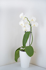 Naklejka na ściany i meble White orchid in white pot on table