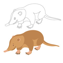 cuban solenodon animal vector illustration flat style