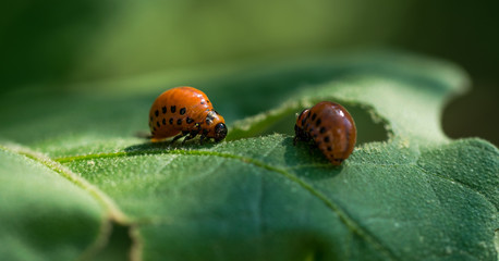 Larvae of the Colorado beetle on a green summer garden. Vegetable pests