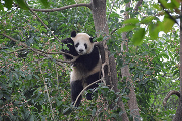 Obraz premium Panda hanging in a tree