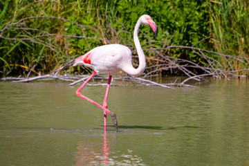 Fenicotteri rosa, Camargue, Francia