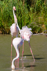 Fenicotteri rosa, Camargue, Francia