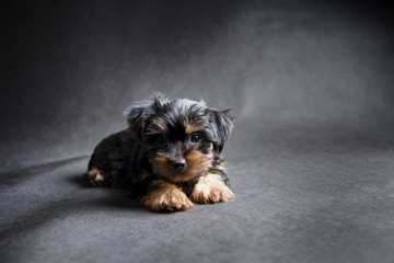 A small Yorkshire terrier puppy. Studio shot on a black background.