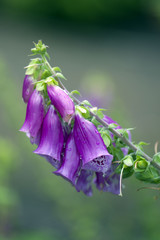 Naparstnica purpurowa © Elżbieta