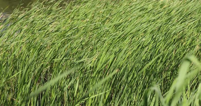 Grass of windy grassland Ultra-high resolution