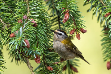 Das Sommergoldhähnchen in einer Tanne, zählt zu den kleinsten und leichtesten Vögeln in Europa