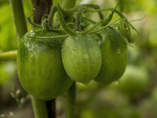 Tomato