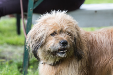 Portrait of a griffon dog living in belgium