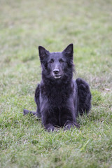 Portrait of a groenendeal dog living in belgium