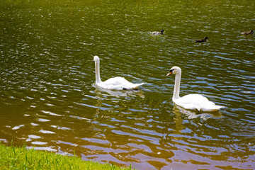 White swan on lake near coast