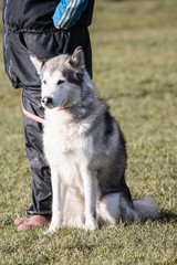 Portrait of a husky dog living in belgium