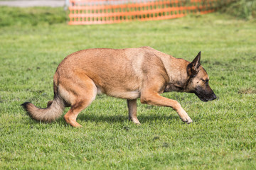 Portrait of a malinois dog living in belgium