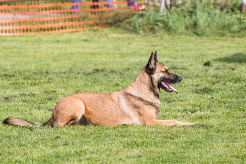 Portrait of a malinois dog living in belgium